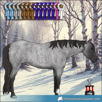 Horse Color:Smoky Blue Roan Rabicano 
