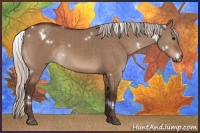 Horse Color:White Spotted Silver Bay Dun Rabicano 