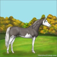 Horse Color:Silver Blue Roan Splash