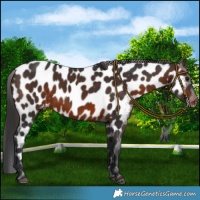 Horse Color:Brown Appaloosa
