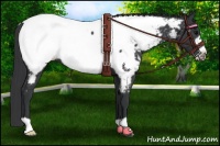 Horse Color:Black Frame Appaloosa 
