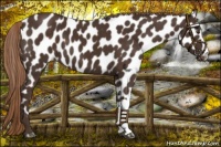 Horse Color:Liver Chestnut Appaloosa