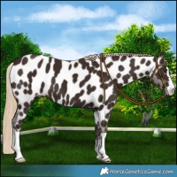 Horse Color:Liver Chestnut Appaloosa 