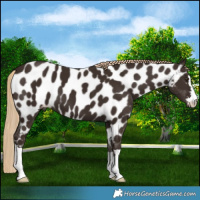 Horse Color:Liver Chestnut Near Leopard
