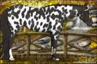 Horse Color:Liver Chestnut Near Leopard 