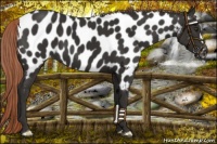 Horse Color:Liver Chestnut Near Leopard 