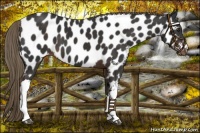 Horse Color:Liver Chestnut Near Leopard 