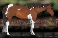 Horse Color:Buckskin Tobiano 