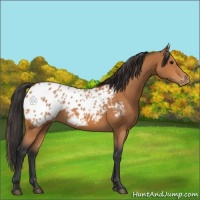 Horse Color:Bay Appaloosa 