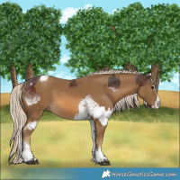 Horse Color:White Spotted Silver Brown and Chocolate Palomino Sabino Splash Tobiano