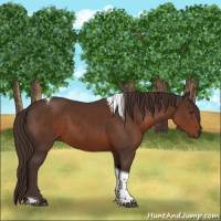 Horse Color:Liver Chestnut Sabino Tobiano 