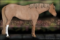 Horse Color:Red Roan Rabicano 