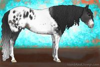 Horse Color:Black Sabino Splash Tobiano Frame Appaloosa 