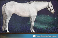 Horse Color:Brown Sabino Appaloosa Rabicano 