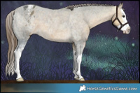 Horse Color:Buckskin Ice Splash Appaloosa Rabicano 