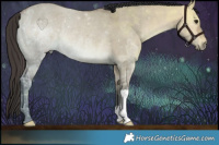 Horse Color:Bay Ice Dun Rabicano 