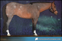 Horse Color:Brown Roan