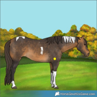 Horse Color:Buckskin Tobiano 