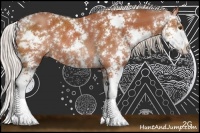 Horse Color:Silver Brown Sabino Rabicano 