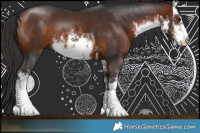 Horse Color:White Spotted Bay Rabicano