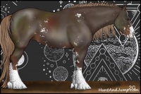 Horse Color:Liver Chestnut Sabino 