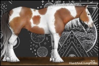 Horse Color:Bay Sabino Splash Tobiano 