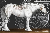 Horse Color:Gray Liver Chestnut Sabino Appaloosa Rabicano 