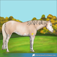 Horse Color:Gold Champagne Pearl Rabicano  and Gold Champagne Pearl Splash Rabicano 
