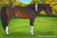 Horse Color:Buckskin Tobiano 