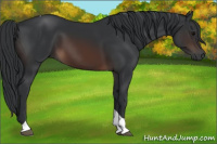 Horse Color:Brown Tobiano 