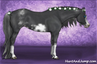 Horse Color:White Spotted Blue Roan Splash Frame Appaloosa 