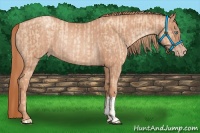Horse Color:Gold Champagne Pearl Rabicano  and Gold Champagne Rabicano 