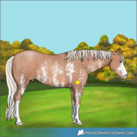 Horse Color:Silver Brown Pearl Sabino 