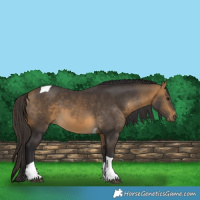 Horse Color:Buckskin Tobiano 