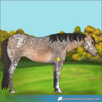 Horse Color:Buckskin Ice 