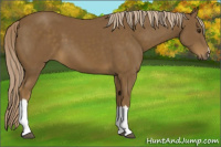 Horse Color:Chocolate Palomino 