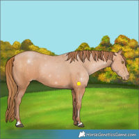 Horse Color:Bay Pearl 