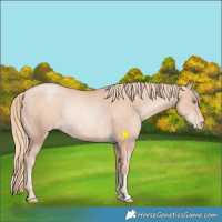 Horse Color:Gold Champagne Pearl Rabicano 