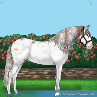 Horse Color:White Spotted Liver Chestnut Sabino 