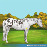 Horse Color:Silver Black Appaloosa 