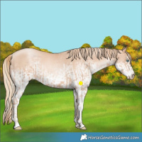 Horse Color:Gold Champagne Pearl Rabicano  and White Spotted Gold Champagne Pearl Rabicano 