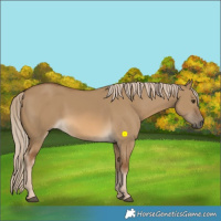 Horse Color:Chocolate Palomino Dun 