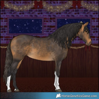 Horse Color:Buckskin Tobiano 
