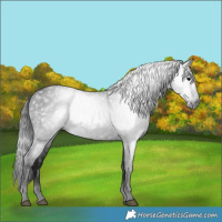 Horse Color:Gray Blue Roan 