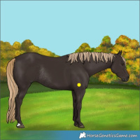Horse Color:Liver Chestnut Rabicano 