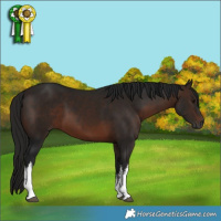 Horse Color:Gray White Spotted Bay 