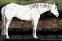 Horse Color:Amber Champagne Appaloosa  and Amber Champagne Appaloosa 