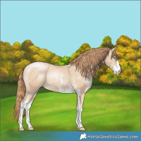 Horse Color:Buckskin Pearl Sabino 