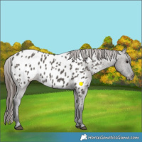 Horse Color:Grullo Appaloosa 