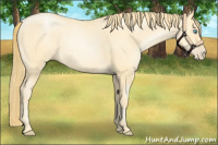 Horse Color:Buckskin Pearl Sabino 
